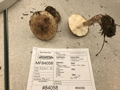 Leucoagaricus adelphicus