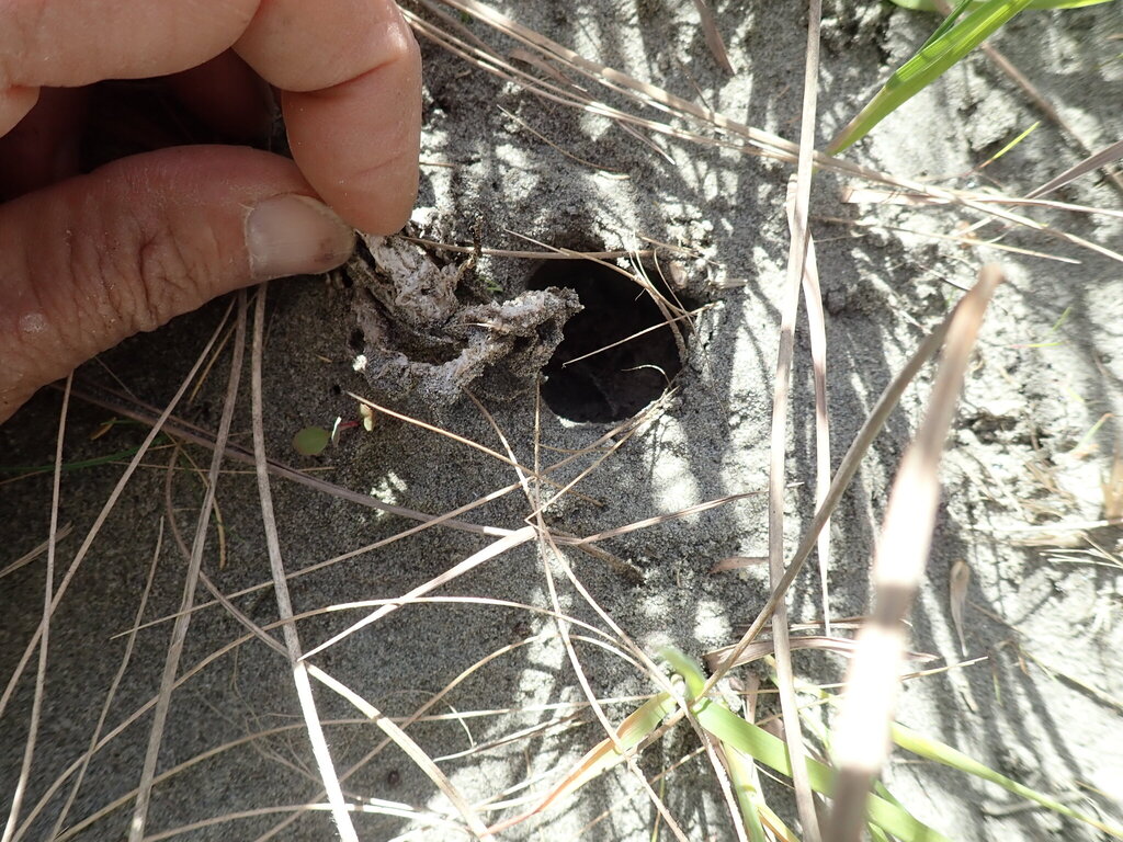 Ileodictyon cibarium · August 2025 · photo: © arnim (iNaturalist, cc-by)