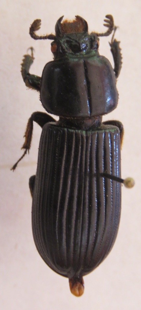Chondrocephalus