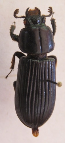 (Chondrocephalus)