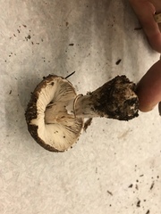 Leucoagaricus adelphicus