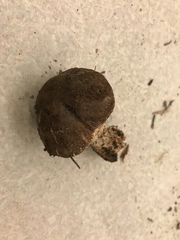 Leucoagaricus adelphicus