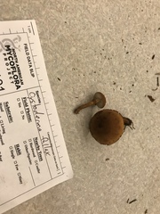 Cystoderma carcharias fallax