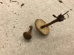 Cystoderma carcharias fallax