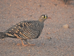 Lichtenstein's Sandgrouse photo 5
