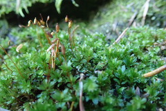 Mnium spinulosum
