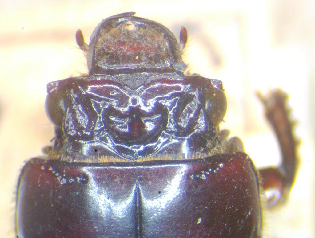 Chondrocephalus purulensis