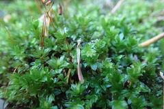Mnium spinulosum