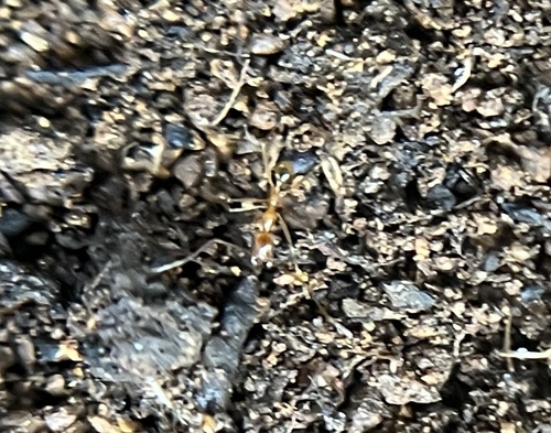 Vista Big-headed Ant photo 5