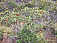 False Aralia (Thiollierea)
