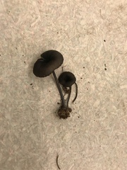 Entoloma serrulatum