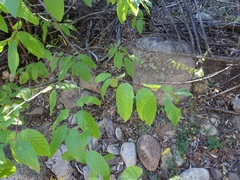 Frangula betulifolia