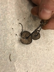 Entoloma serrulatum