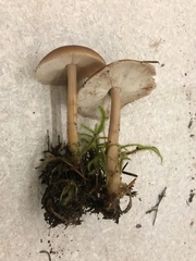 Rhodocollybia badiialba