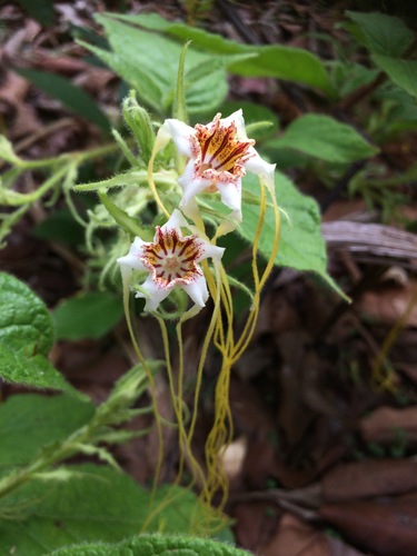 Hairy strophanthus (Strophanthus hispidus)