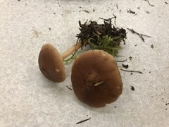 Rhodocollybia badiialba