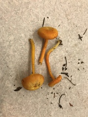 Hygrocybe constans