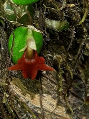 Porpax karikouyensis