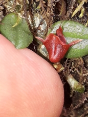 Porpax karikouyensis