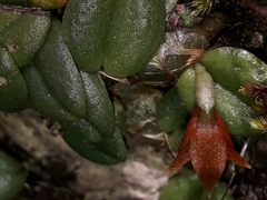 Porpax karikouyensis