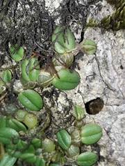 Porpax karikouyensis