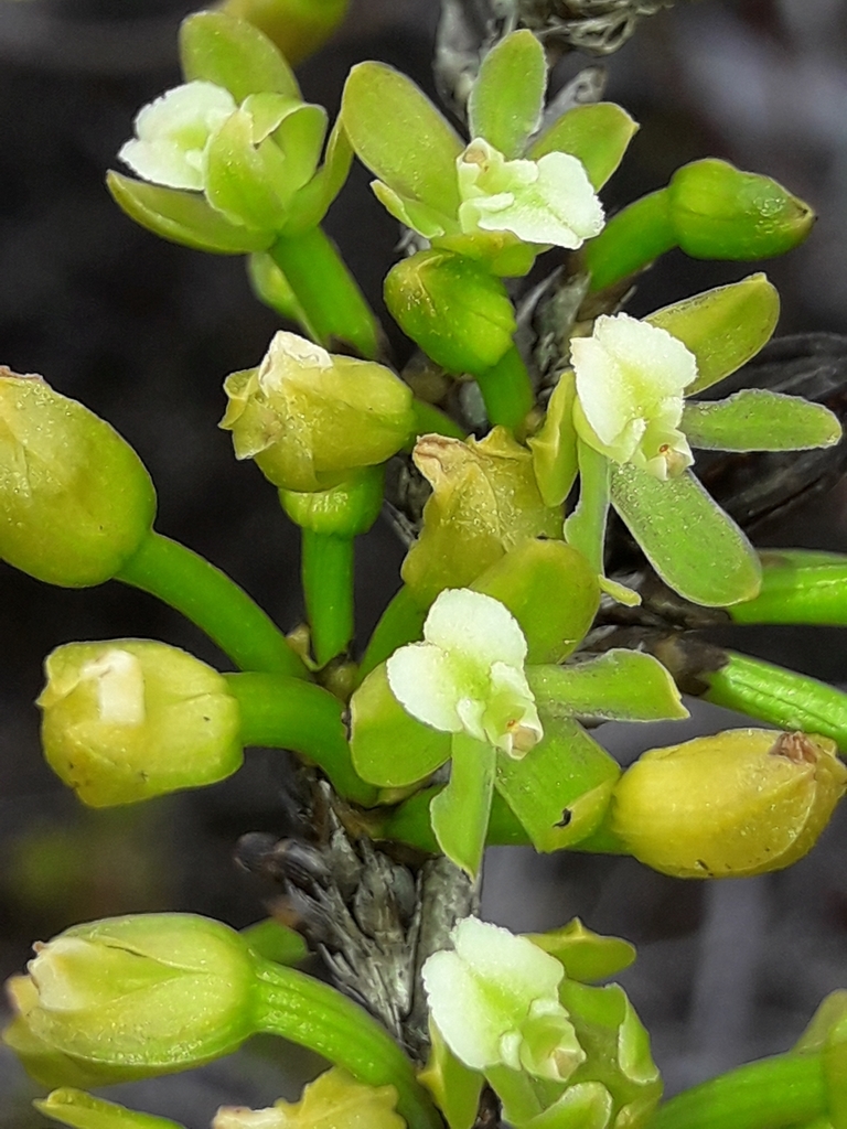 Earina deplanchei