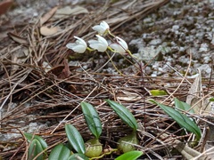 Bulbophyllum newportii