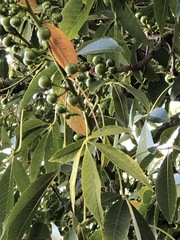 Pseudopanax lessonii