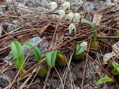 Bulbophyllum newportii
