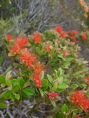 Metrosideros punctata