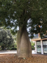 Pseudopanax lessonii