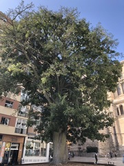 Pseudopanax lessonii