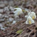 Bulbophyllum newportii - Photo (c) hbexplore, algunos derechos reservados (CC BY-NC)