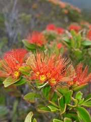 Metrosideros punctata
