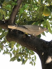 Streptopelia decaocto