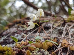 Bulbophyllum newportii
