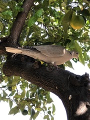 Streptopelia decaocto