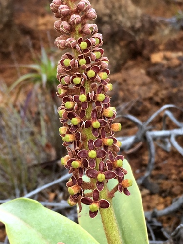 Nepenthes vieillardii