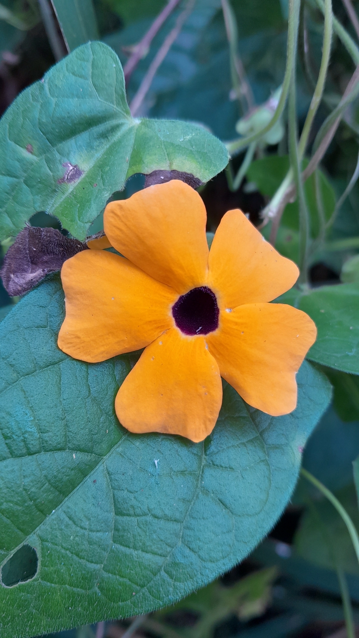 Thunbergia alata
