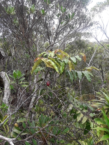 Diospyros macrocarpa observed 2019-10-25