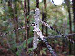 Septobasidium simmondsii