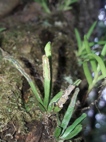 Scleroglossum