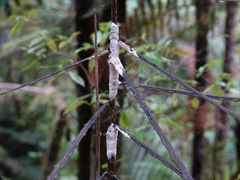 Septobasidium simmondsii