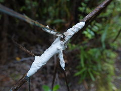 Septobasidium simmondsii