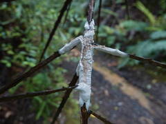 Septobasidium simmondsii