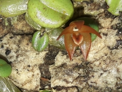 Porpax karikouyensis