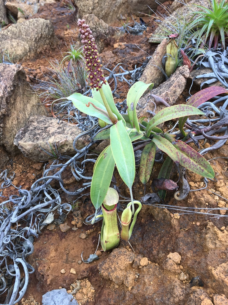 Nepenthes vieillardii, Thio, NC-SU, NC