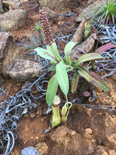 Nepenthes vieillardii