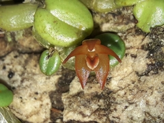 Porpax karikouyensis