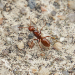 Lasius interjectus